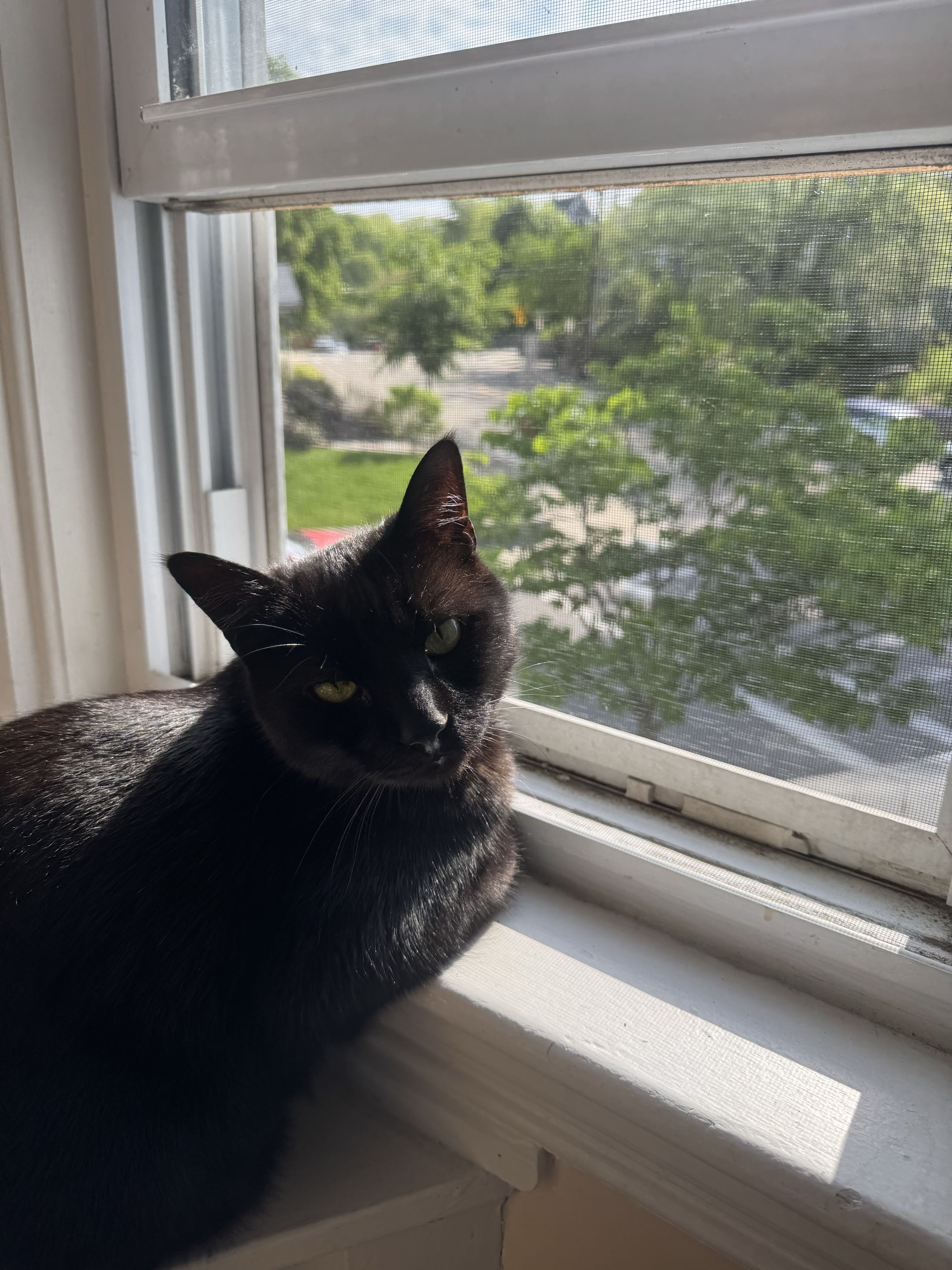 Franklin at the window